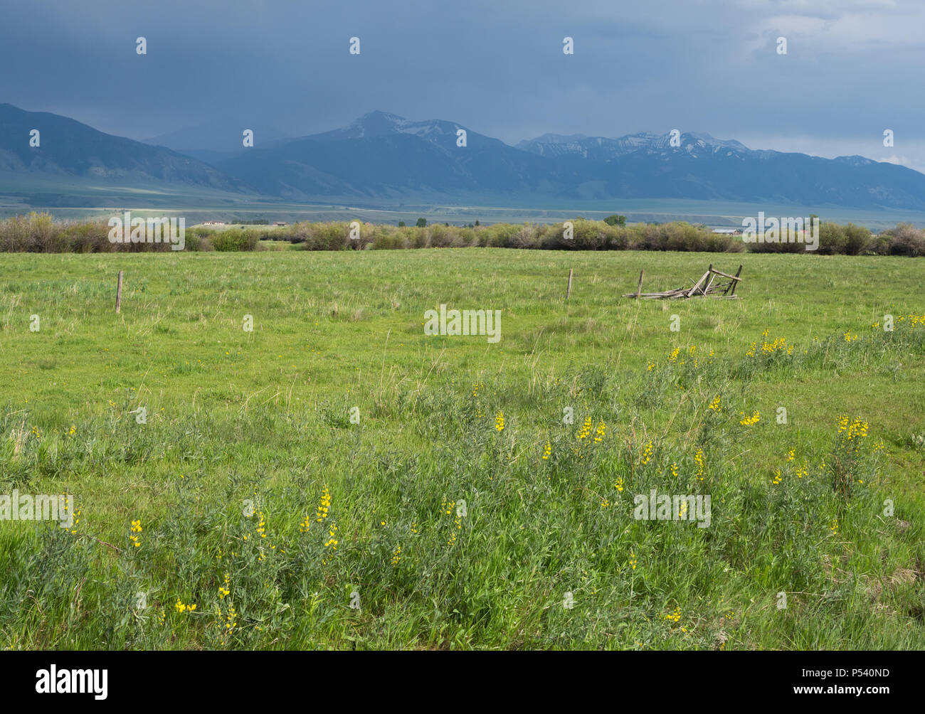 Eine grüne Weide mit dichte Gras und gelbe Wildblumen, Berg goldenbanner, im Vordergrund und die Madison Berge und Wolken im Hintergrund. Stockfoto