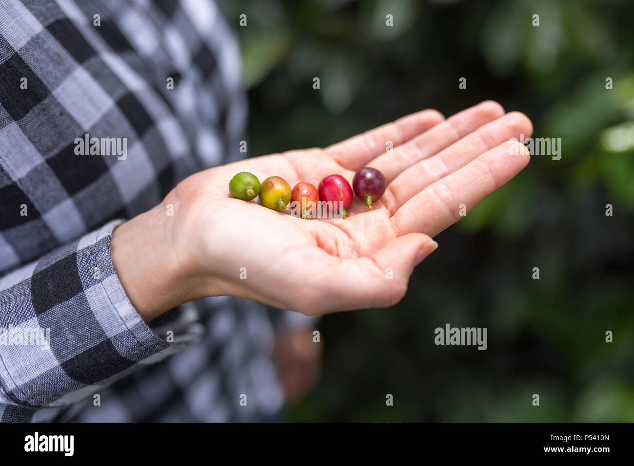 Verschiedene Stufen der Kaffee Beeren in Händen (Rot, Grün, Orange, Gelb, Violett) Stockfoto
