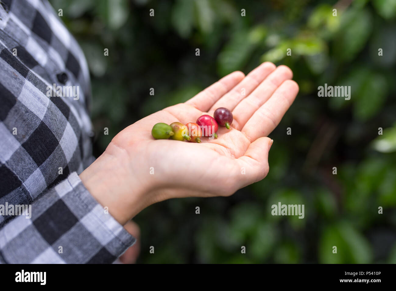 Verschiedene Stufen der Kaffee Beeren in Händen (Rot, Grün, Orange, Gelb, Violett) Stockfoto