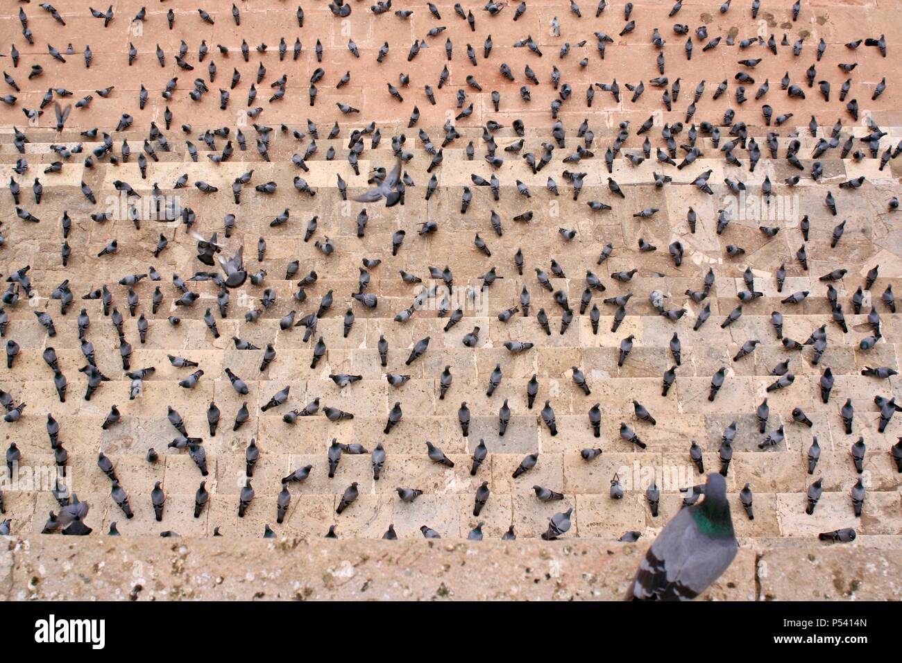 Tauben auf einem Ghat der heiligen Pushkar-see, Rajasthan, Indien Stockfoto
