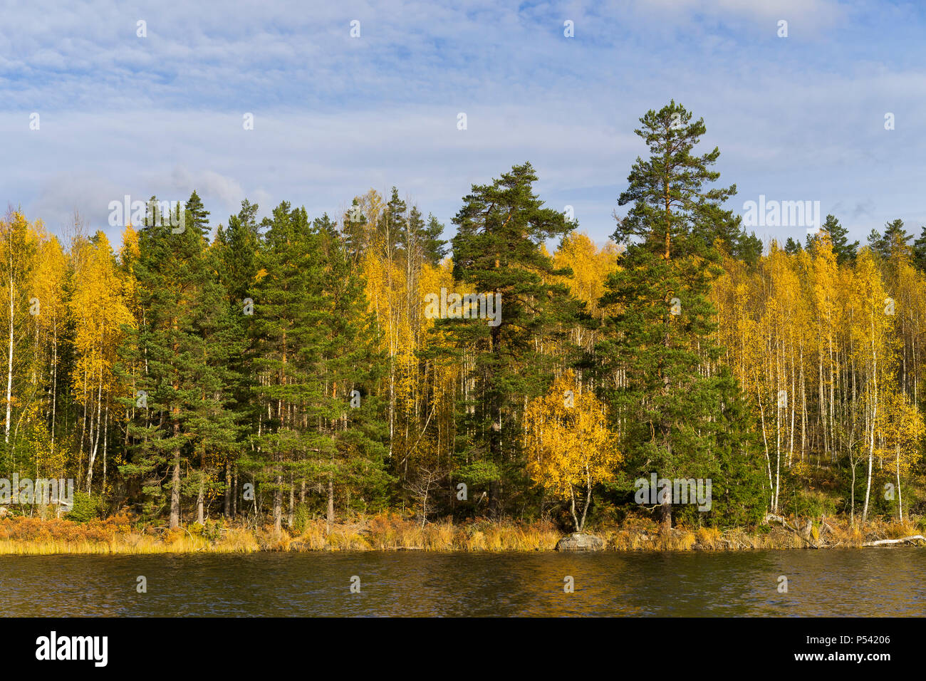 Schweden draußen im schönen Oktober Herbst Tag. Bunte Bäume, Wald und See. Schöne Natur und Landschaft Foto von Skandinavien. Ruhig, peacaeful Stockfoto