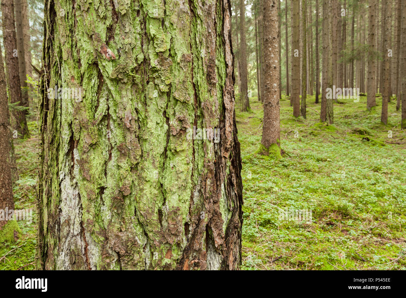 Moos Und Flechten Auf Der Rinde Von Kiefern Stockfotografie Alamy