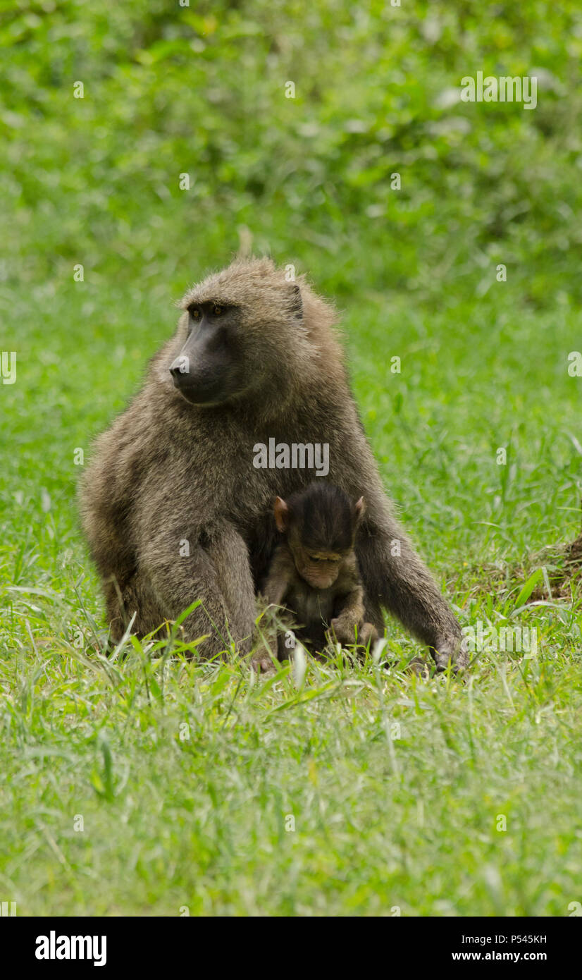 Mutter und Baby Kind Pavian, der Mutter zur Seite und starrte nach unten spielen, Lake Nakuru National Park, Nakuru, Kenia, Afrika Stockfoto