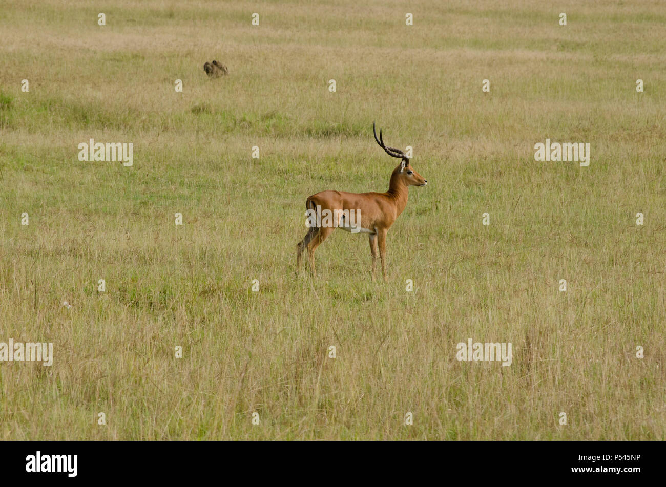 Rotbraun Impala Antilopen allein im Grasland des Lake Nakuru National Park, Nakuru, Kenia Stockfoto
