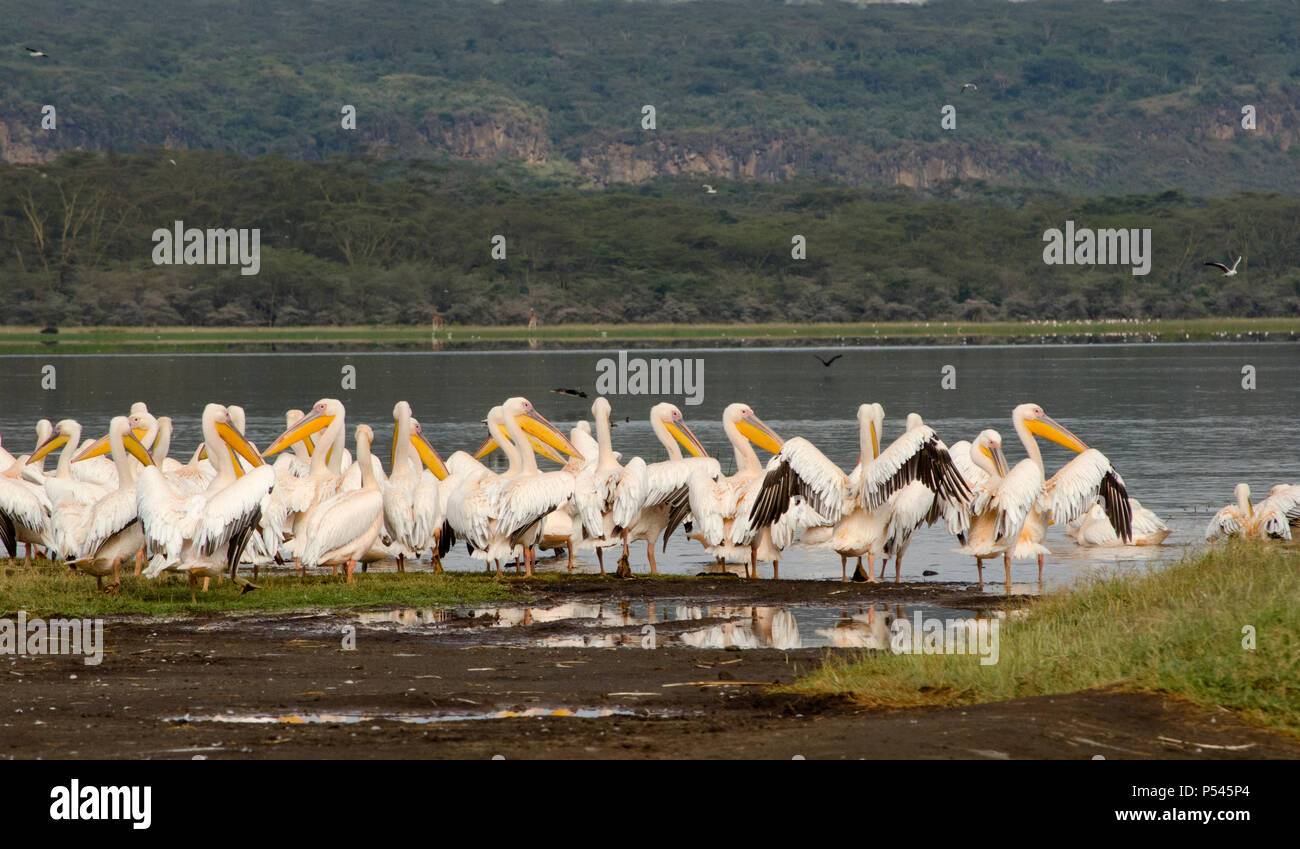 Gruppe von Sitzen Große Weiße Pelikane fertig, über den Lake Nakuru Nationalpark, Nakuru, Kenia, Afrika zu fliegen Stockfoto