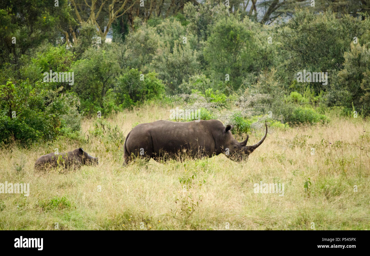 Mutter und Kalb baby Nashorn im Grasland von Lake Nakuru, Kenia Stockfoto