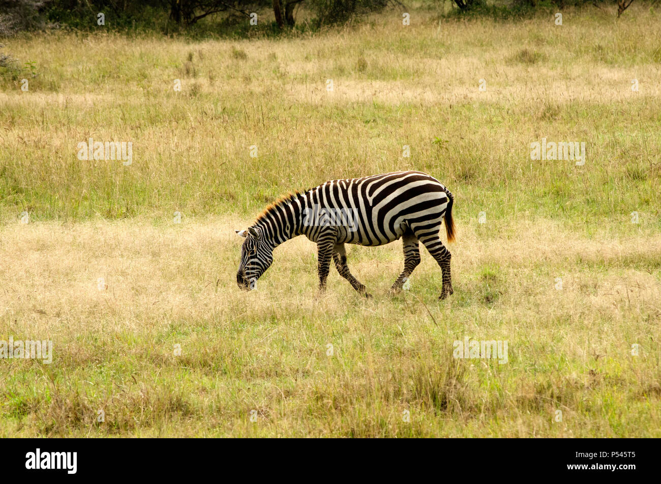 Black und White Plains Zebra Streifen unter Grasland von Lake Nakuru National Park, Nakuru, Kenia, Afrika Stockfoto