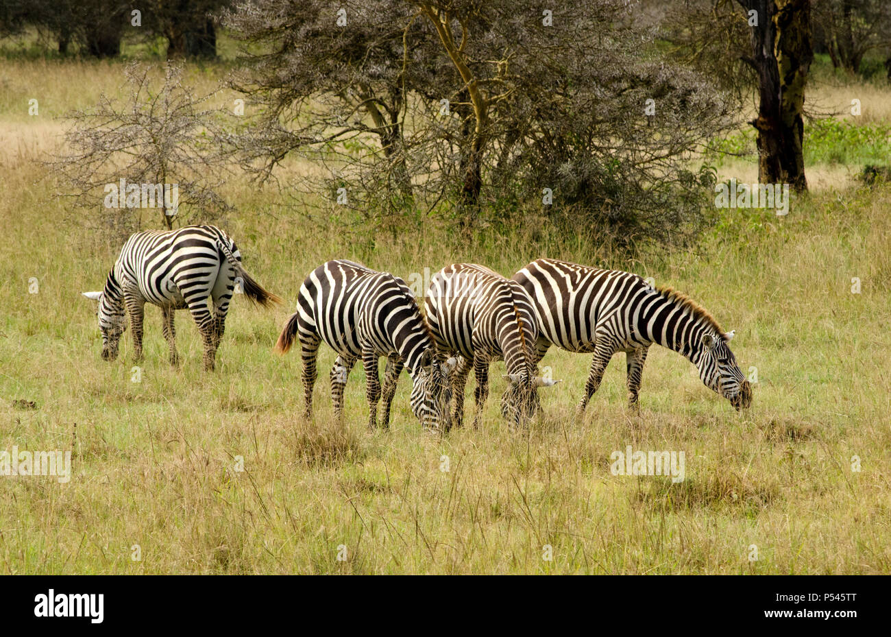 Eine kleine Herde der schwarzen und weißen Ebenen Zebra Streifen unter Grasland von Lake Nakuru National Park, Nakuru, Kenia, Afrika Stockfoto