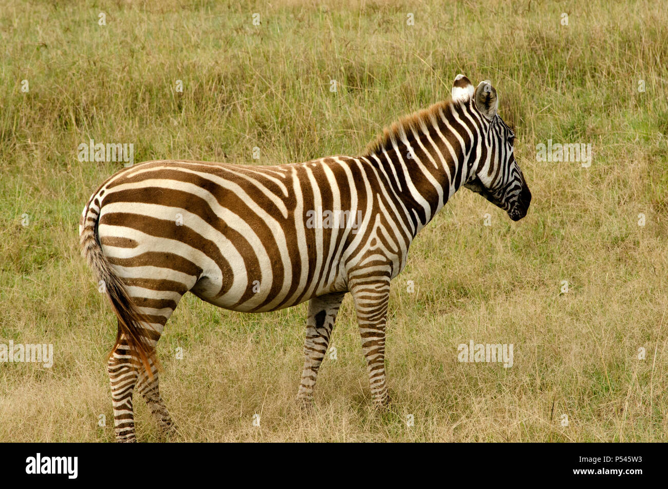 Black und White Plains Zebra Streifen unter Grasland von Lake Nakuru National Park, Nakuru, Kenia, Afrika Stockfoto