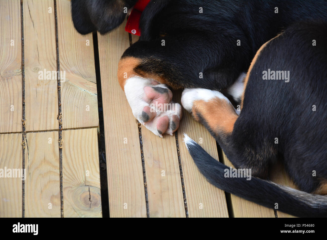 Nahaufnahme eines Schweizer Sennenhund Welpen paw und Pads. Liegend auf einer Holzterrasse. Stockfoto