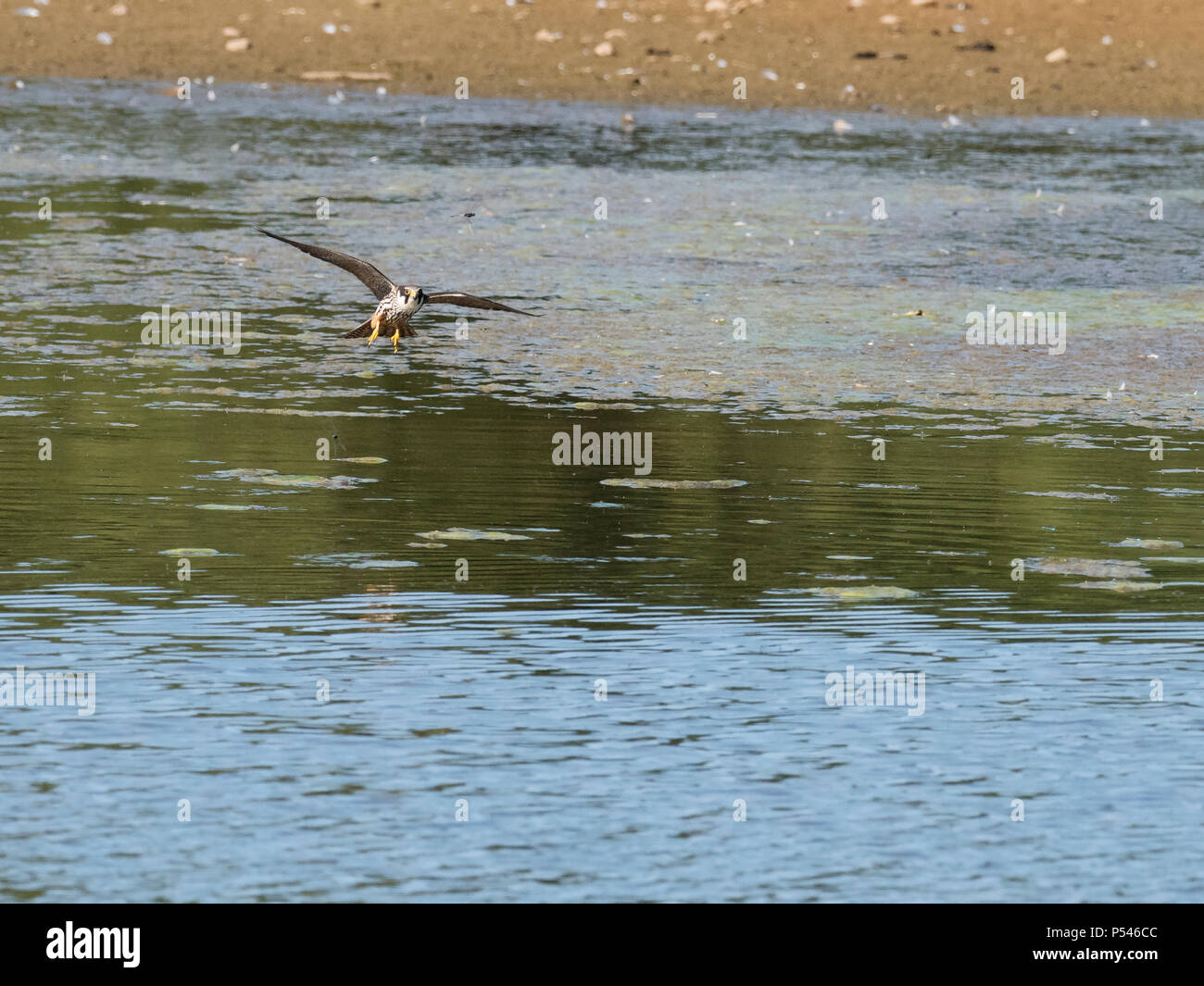 Ein hobby (Falco subbuteo) jagt, eine Libelle über einen Warwickshire See Stockfoto