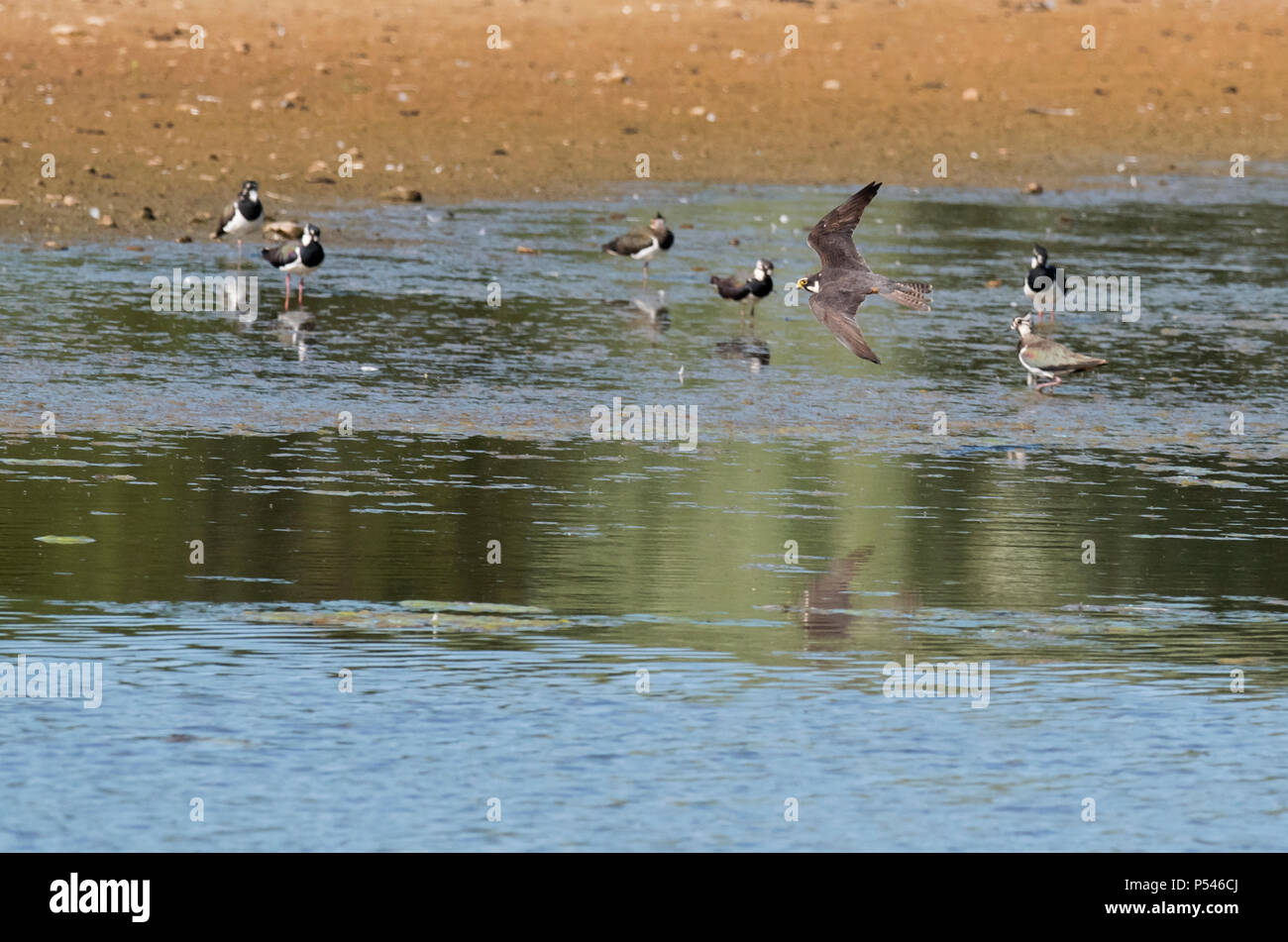 Ein hobby (Falco subbuteo) Jagd Libellen über das Wasser, als eine Gruppe von Kiebitze auf, Warwickshire Stockfoto