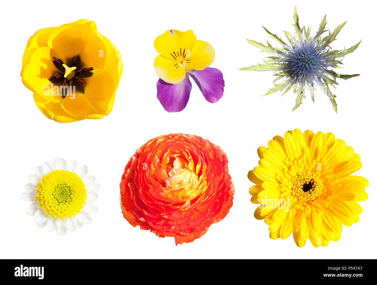 Verschieden farbige Blumen auf weißem Hintergrund, isoliert Stockfoto