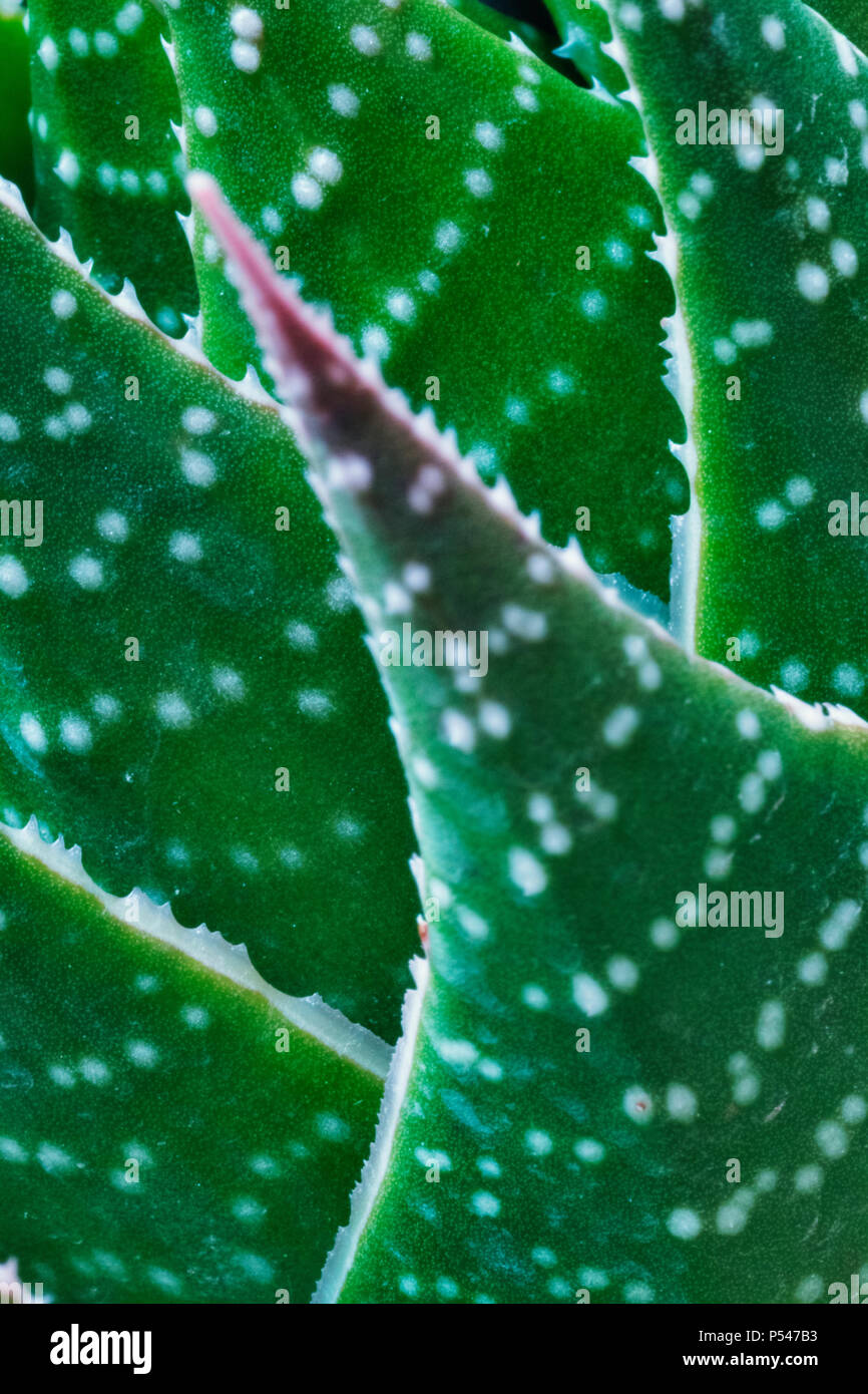 aloe vera leaf for sale Aloe Vera Leaf 1 each