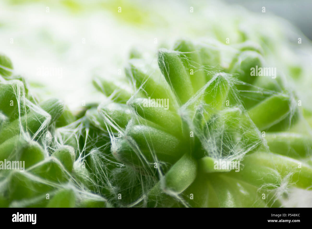 Eine Makroaufnahme von bunten grün Sukkulenten an einem sonnigen Tag Stockfoto