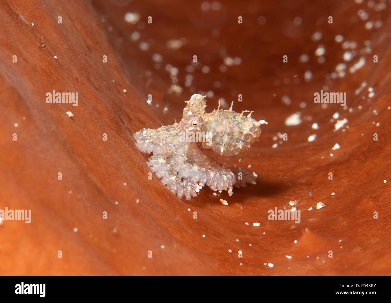 Weiß-V Octopus (Abdopus sp.) Jugendlichen ruht auf Coral von Lembeh Strait Stockfoto
