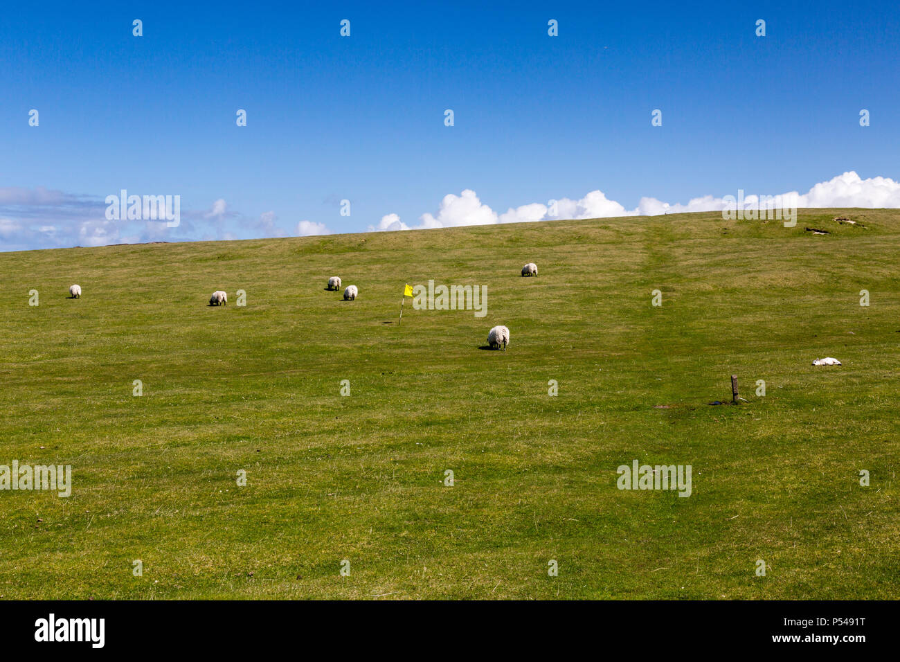 Schafe auf der Machair, die Teil der 9-Loch Golfplatz auf der Hebriden Insel Iona, Argyll und Bute, Schottland, Großbritannien Stockfoto