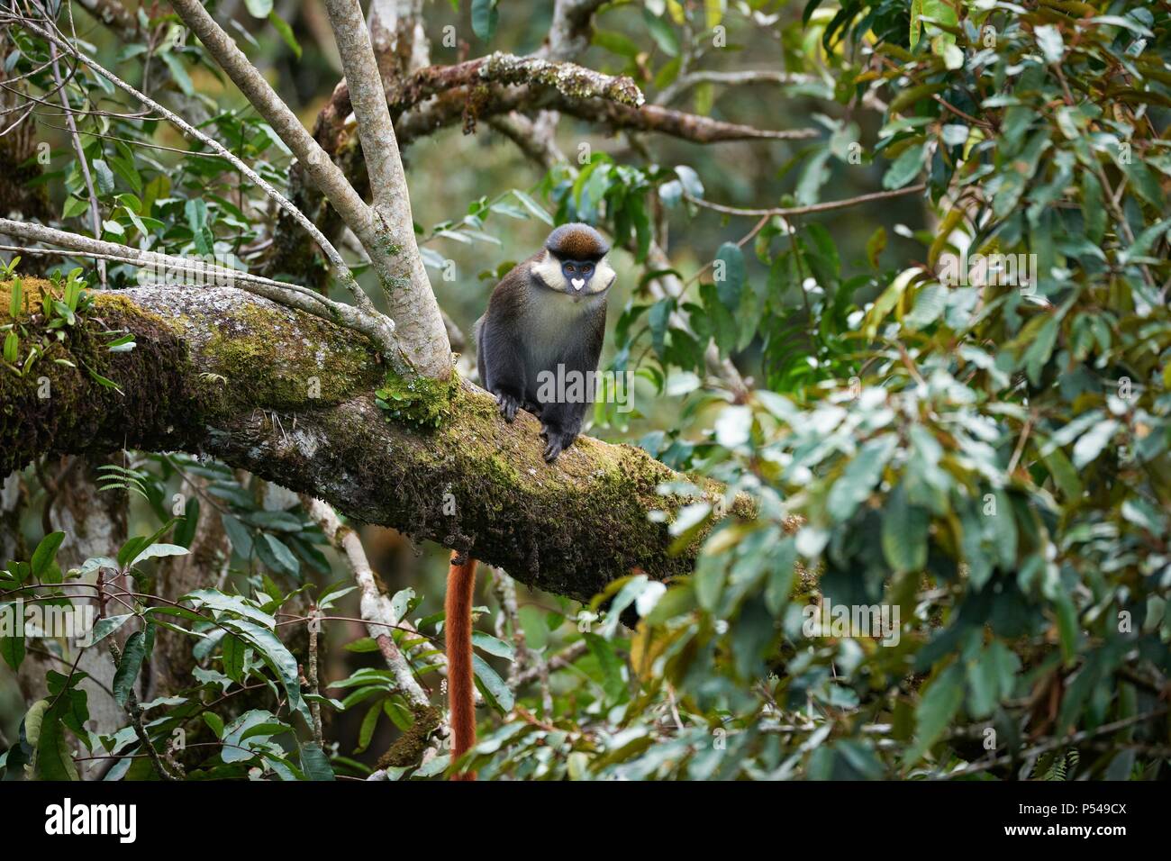 Redtail Monkey Stockfoto
