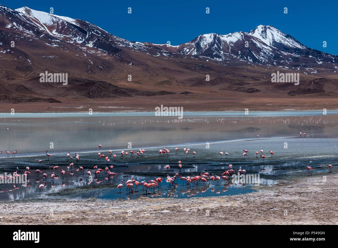 Puna Flamingos Stockfoto