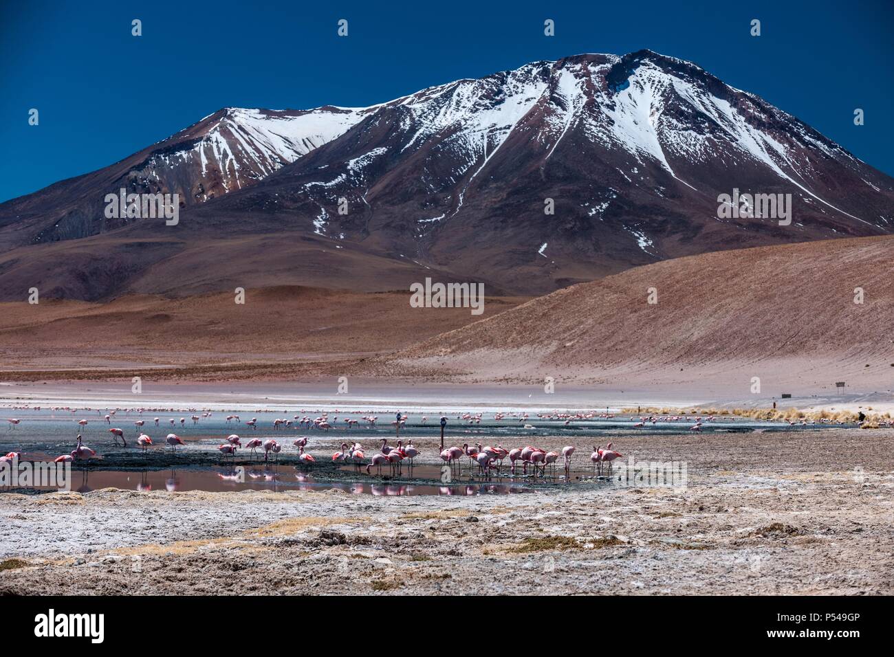 Puna Flamingos Stockfoto