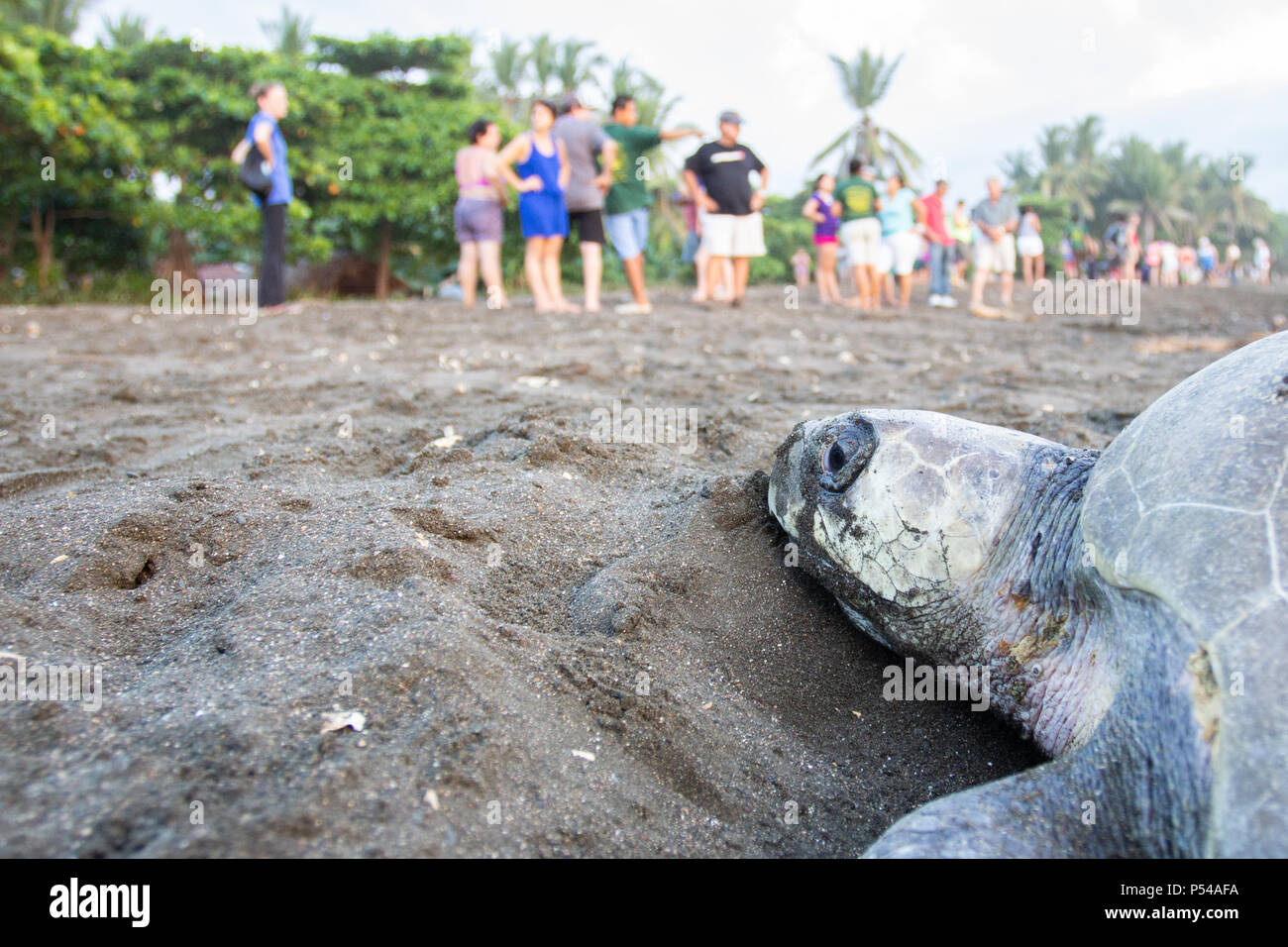 Eine Olive Ridley Sea turtle (Lepidochelys olivacea) an einem Strand in Costa Rica, wo eco Tourismus stattfindet. Stockfoto