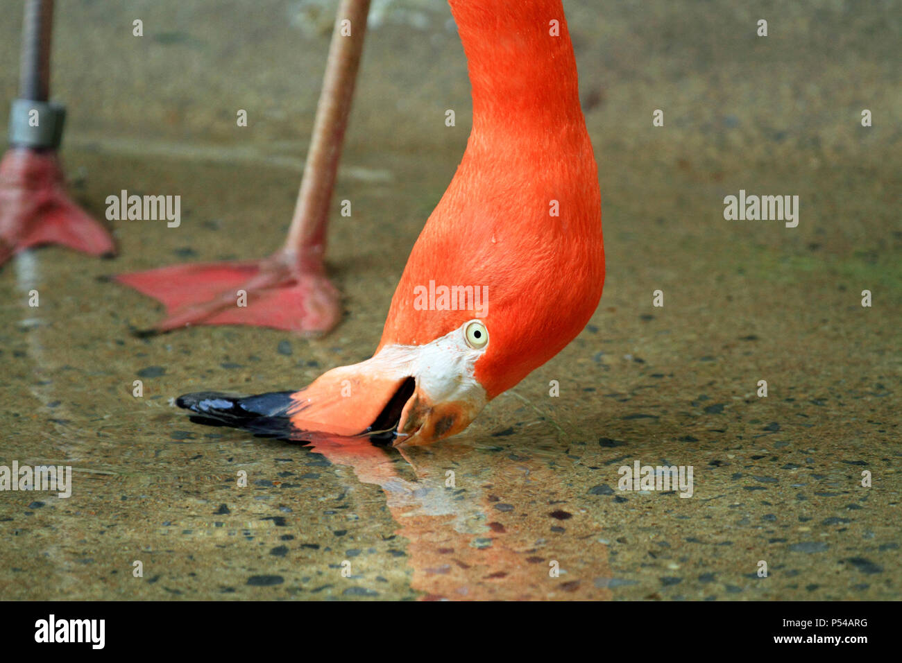 Ein Flamingo Trinkwasser, Cape May County Zoo, Cape May, NJ Stockfoto