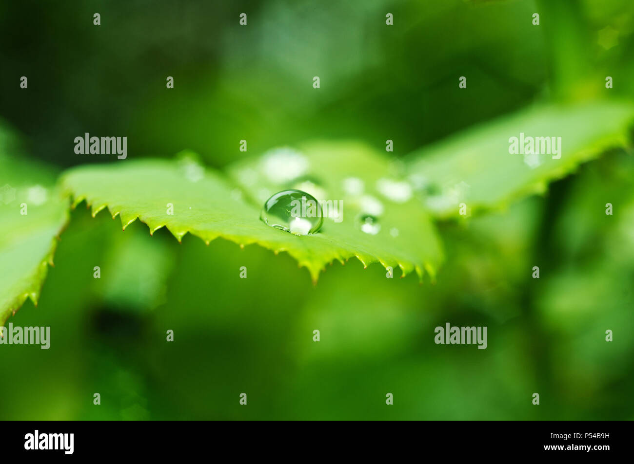 Schöne Natur Hintergrund mit Morgen frische Tropfen transparent Regenwasser auf einem grünen Blatt. Tropfen Tau in den grünen Blättern. Tröpfchen im Freien Stockfoto