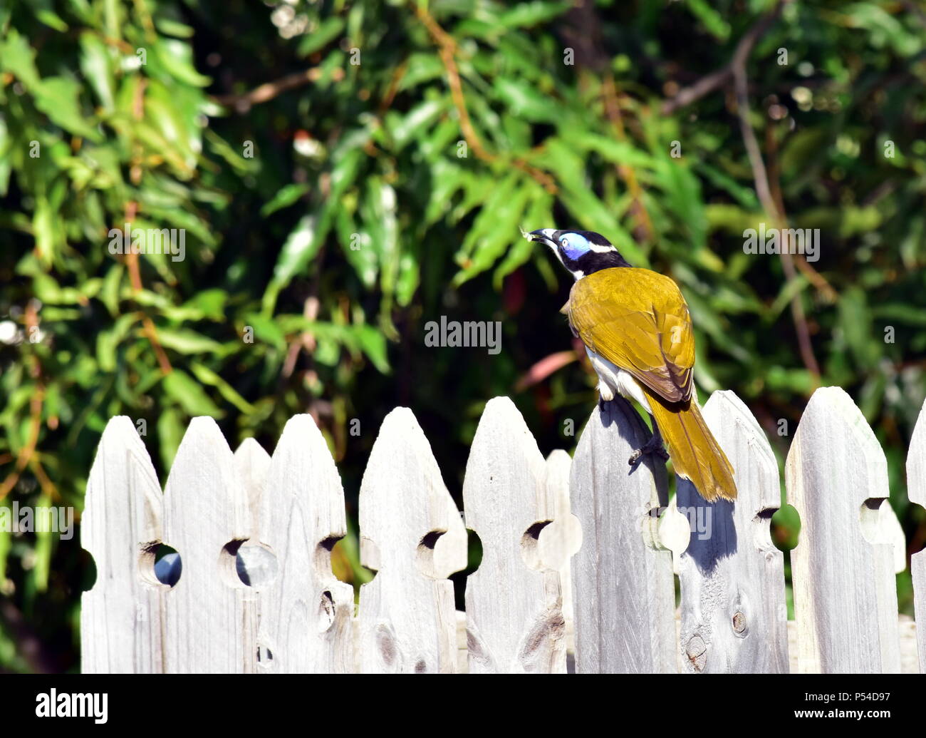 Blue-faced Honeyeater Entomyzon cyanotis (MELIPHAGIDAE) Stockfoto