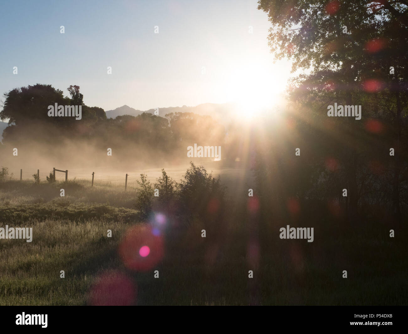 Ländliche Szene mit Bäumen, Zaun und Feld durch den Nebel und in die aufgehende Sonne. Lens Flare ist auf dem Bild zu sehen. Stockfoto