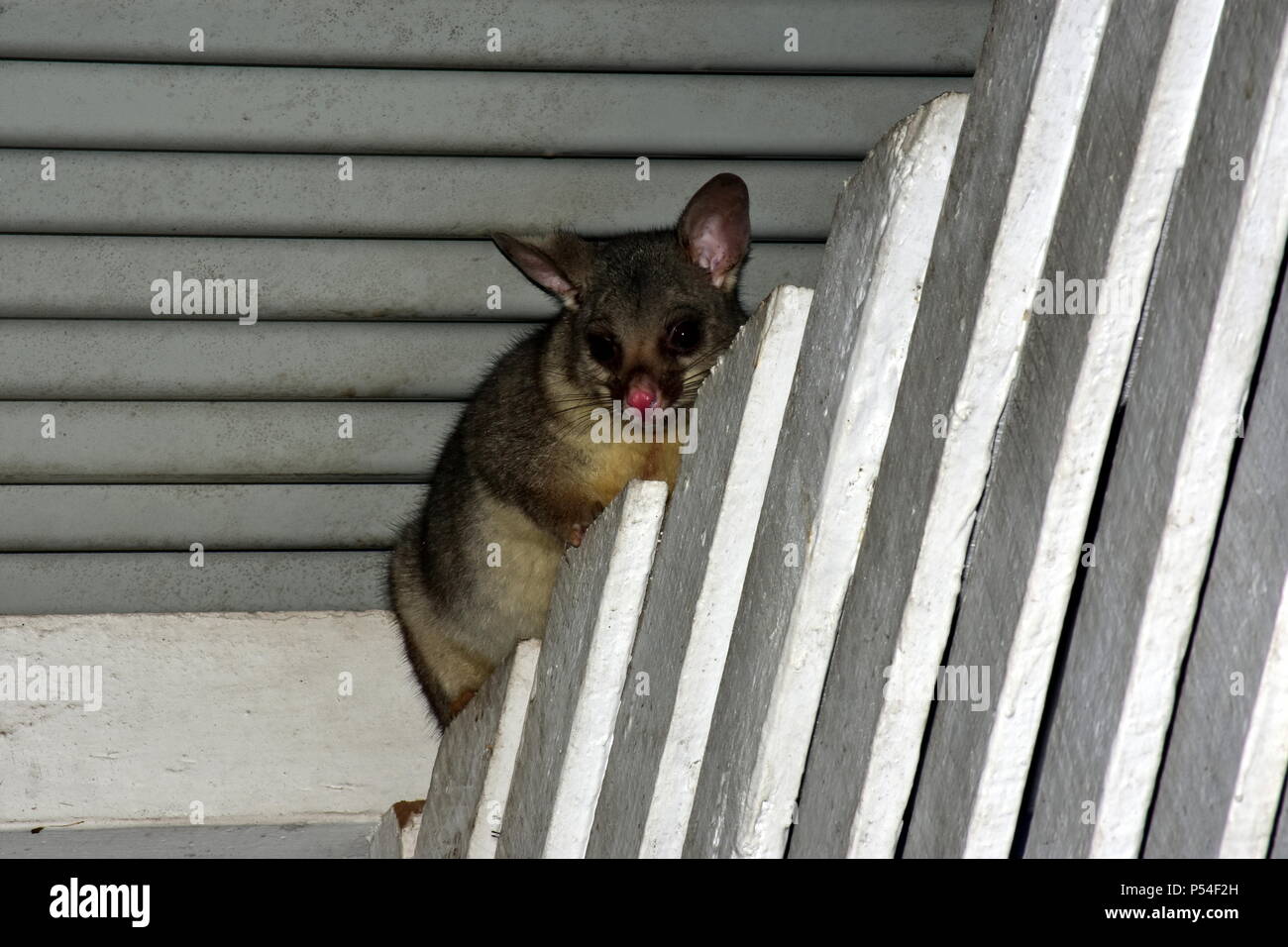 Gemeinsame Bürste schwanz Possum, Trichosurus vulpecula Stockfoto