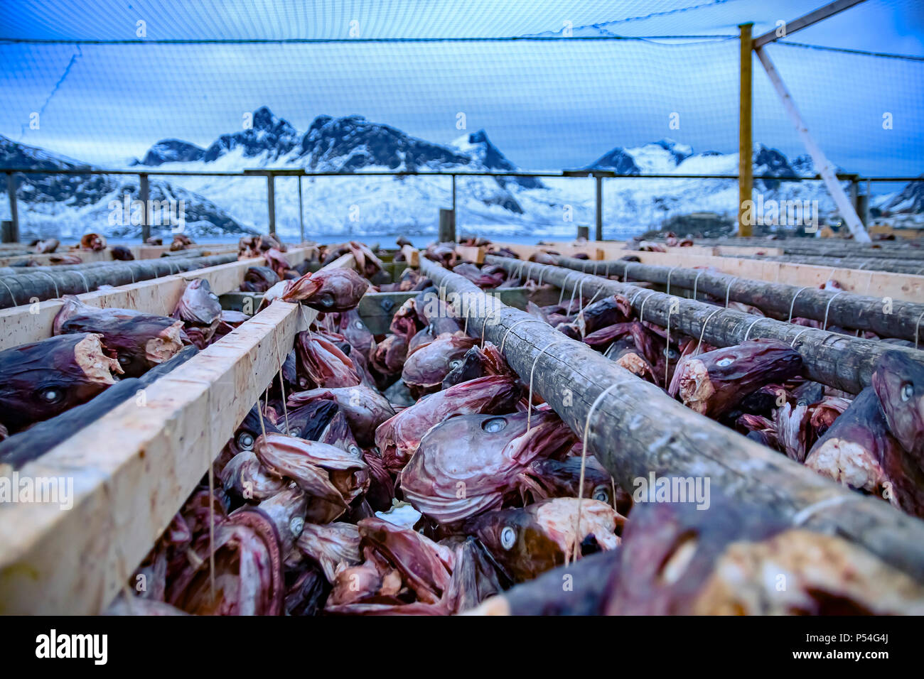 Stockfisch Wäscheständer mit getrockneten Kabeljau Köpfe in Norwegen mit schneebedeckten Bergen Stockfoto