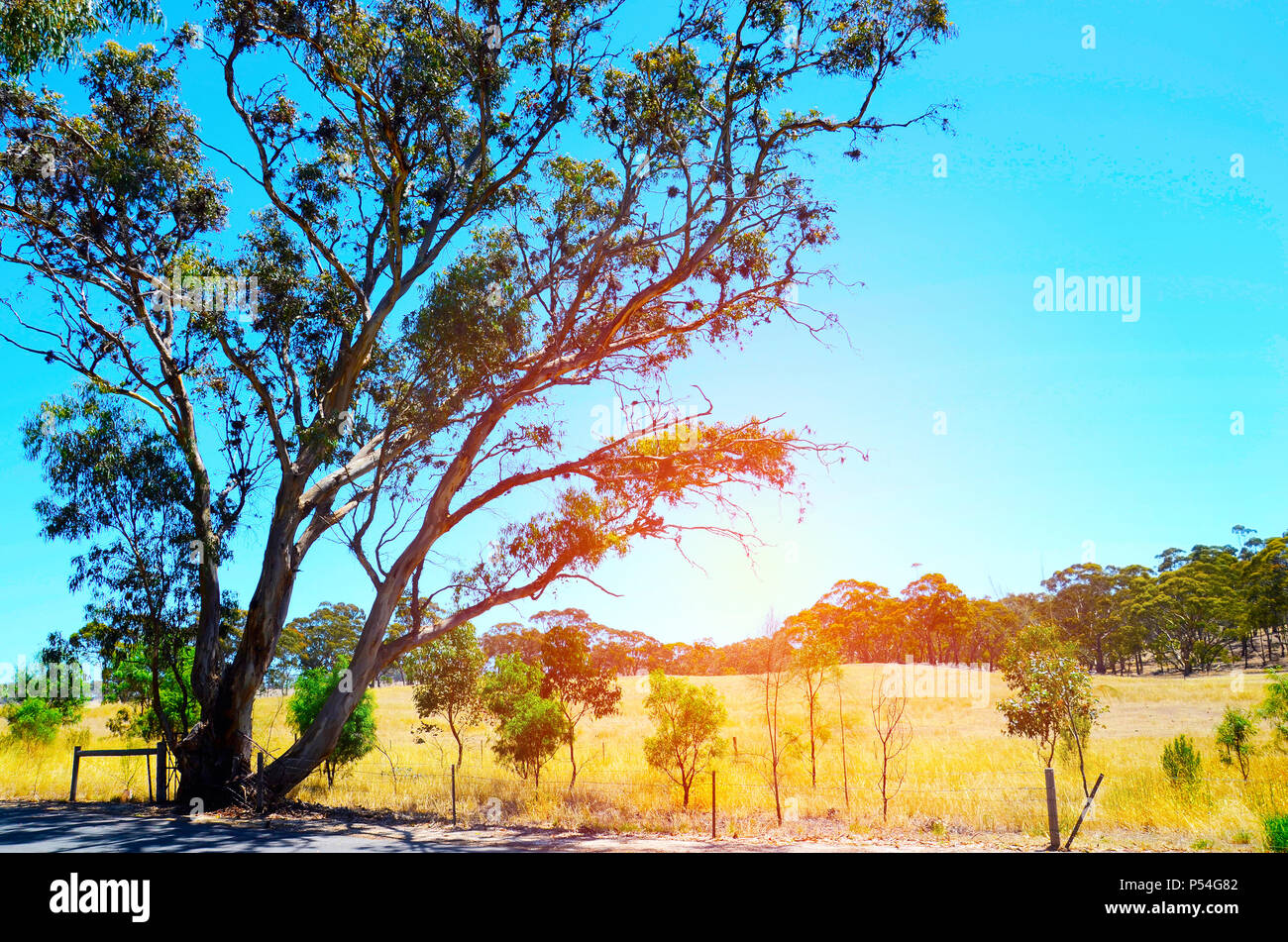 Iconic australischen Landschaft mit großen Eukalyptus Gum Tree in ländlicher Umgebung. Stockfoto