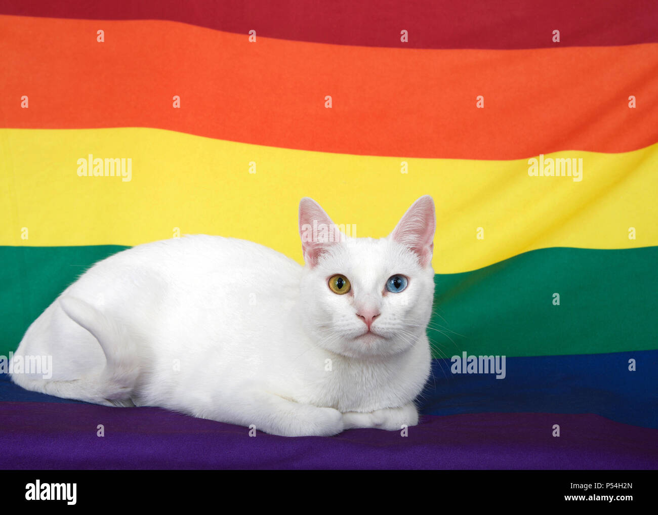 Weiß kurze behaarte Katze mit Heterochromia, odd-eyed, Blau und Gelb in Viewer zur Festlegung auf eine Gay Pride flag mit Fahne im Hintergrund. Stockfoto
