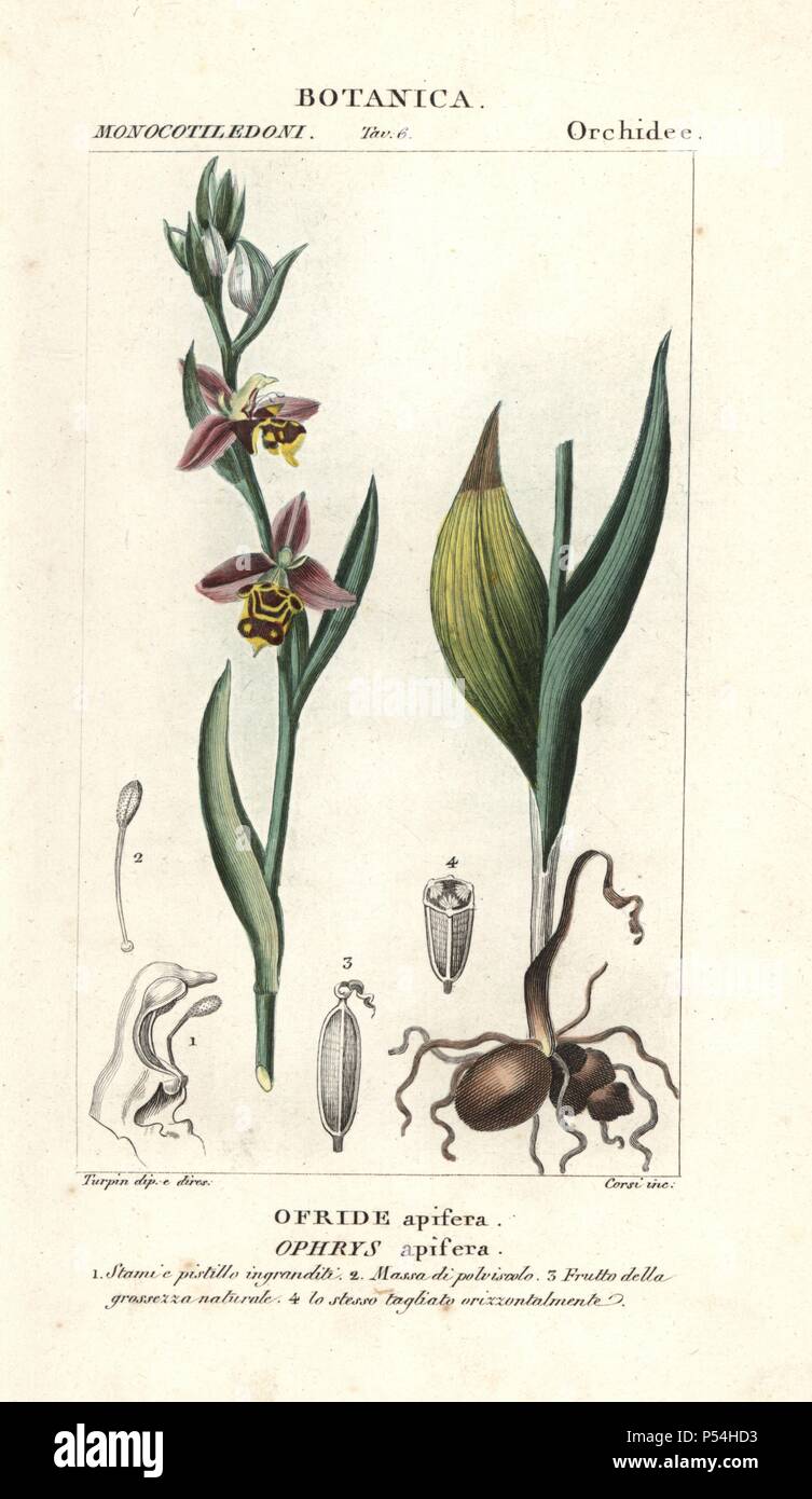 Bienen-ragwurz, Ophrys apifera. Papierkörbe Kupferstich Walze Gravur von JUSSIEU's 'dictionary der Naturwissenschaften", Florenz, Italien, 1837. Von Corsi, gezeichnet von Pierre Jean-Francois Turpin eingraviert, und durch Batelli e figli veröffentlicht. Turpin (1775-1840) ist einer der größten französischen botanische Illustratoren des 19. Jahrhunderts angesehen. Stockfoto