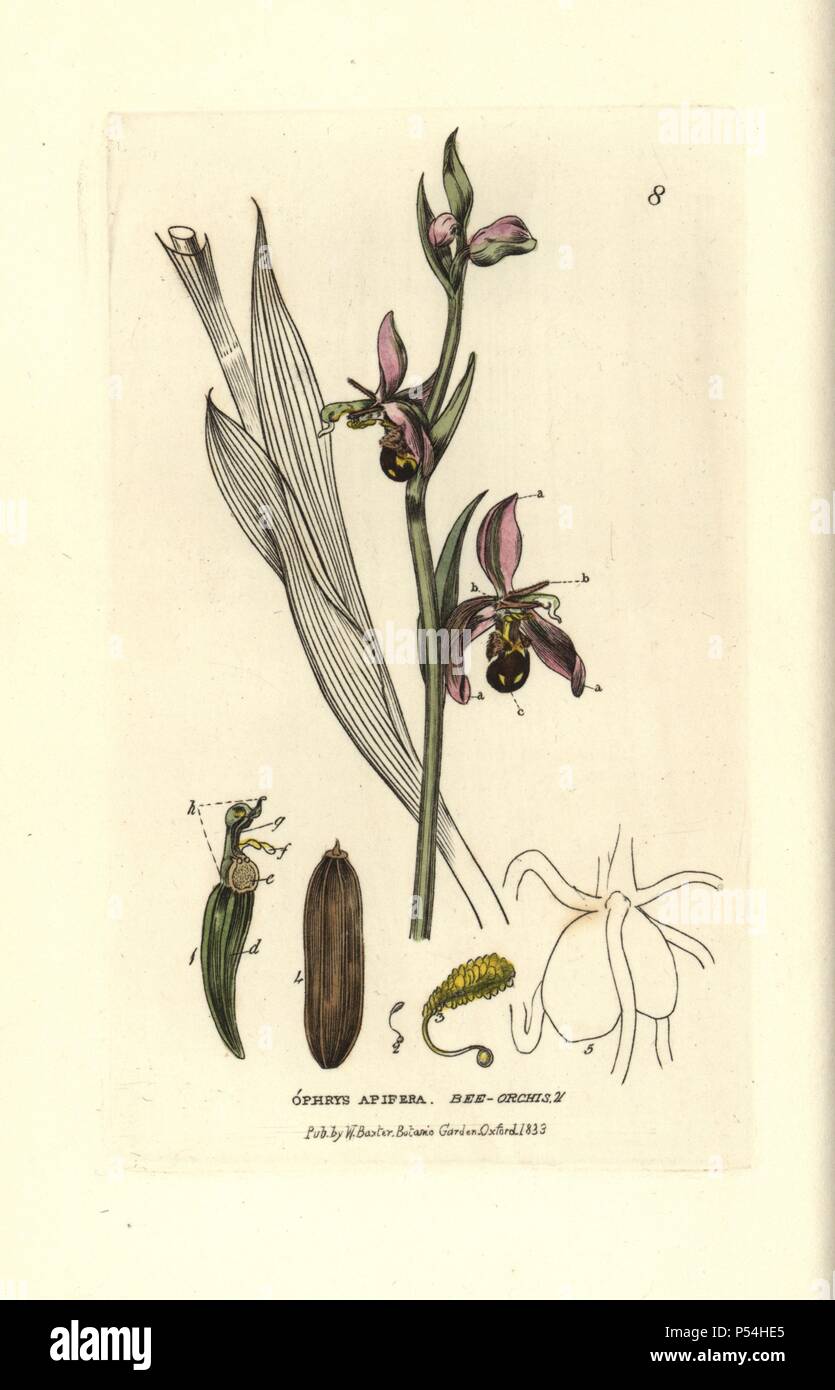 Biene Orchis, Ophrys apidera. Papierkörbe Kupferstich aus einer Zeichnung von Isaac Russell von William Baxter's 'Britische Phaenogamous Botanik' 1834. Der Schotte William Baxter (1788-1871) war der Kurator der Oxford Botanischer Garten von 1813 bis 1854. Stockfoto