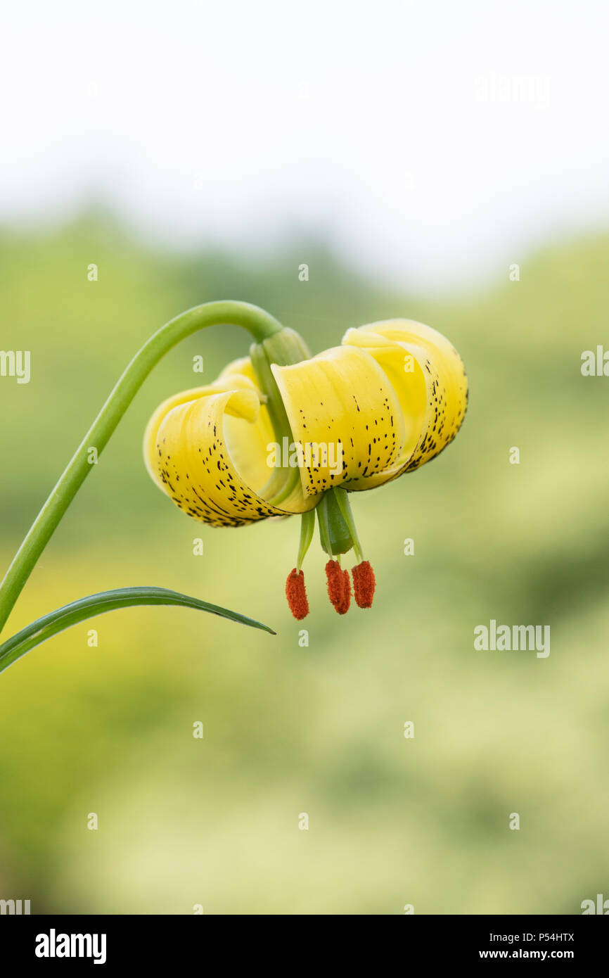 Lilium pyrenaicum. Der gelbe Turk cap Lilie Blume. Selektive konzentrieren. Stockfoto