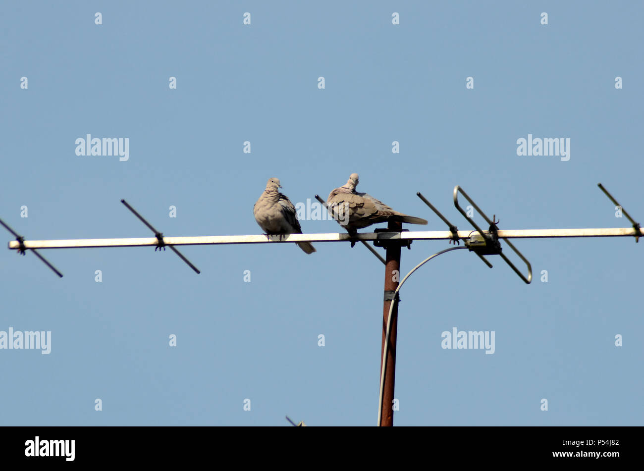 Das Sitzen auf einer Antenne, einem männlichen Taube Gerichte eine weibliche Taube. Er wurde abgelehnt. Stockfoto