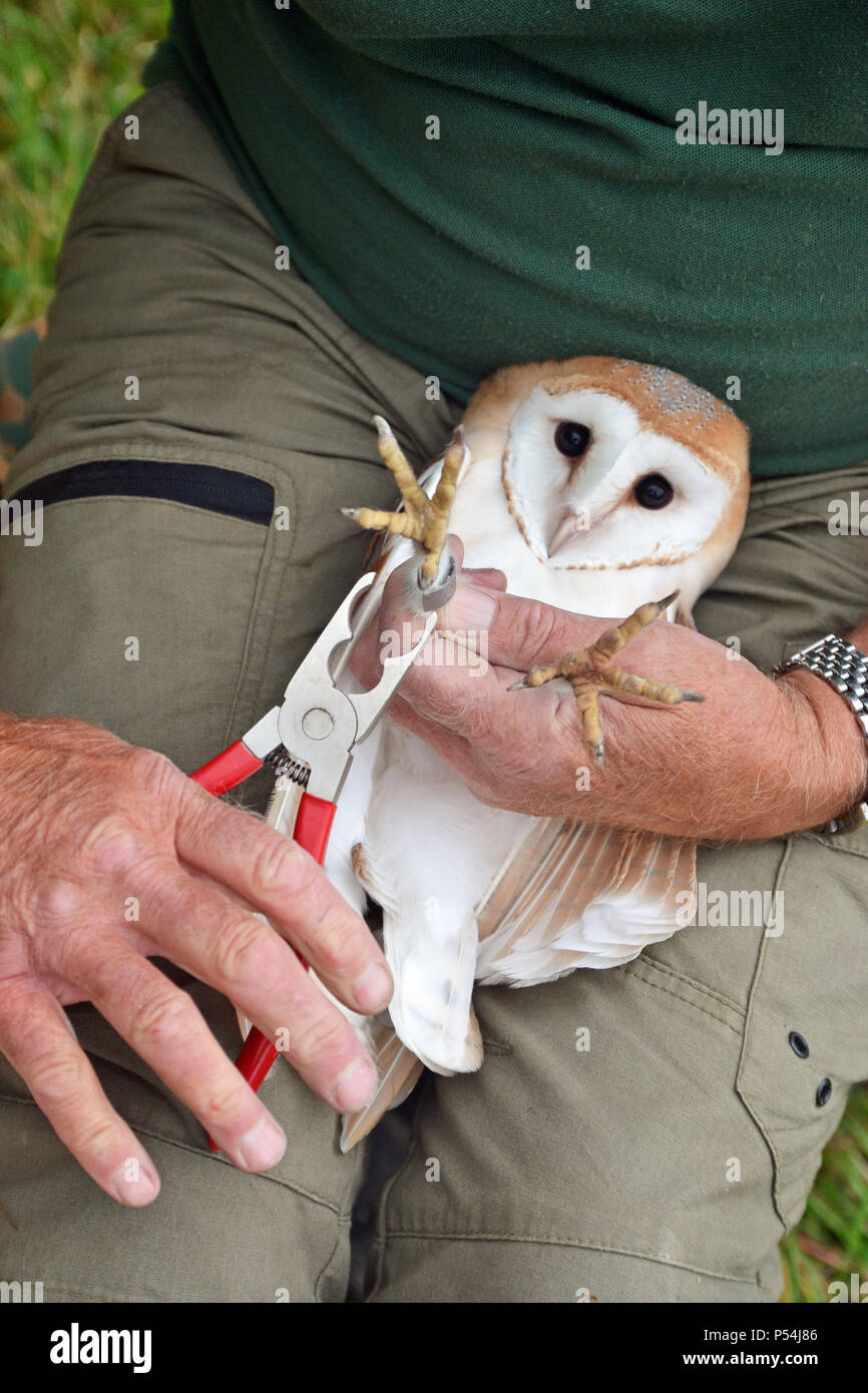 Scheune Eule klingelt mit Bucks Owl und Raptor Group, Buckinghamshire, Großbritannien Stockfoto
