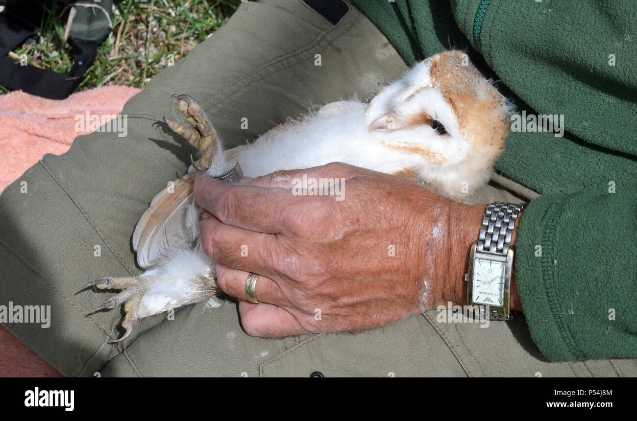 Scheune Eule klingelt mit Bucks Owl und Raptor Group, Buckinghamshire, Großbritannien Stockfoto