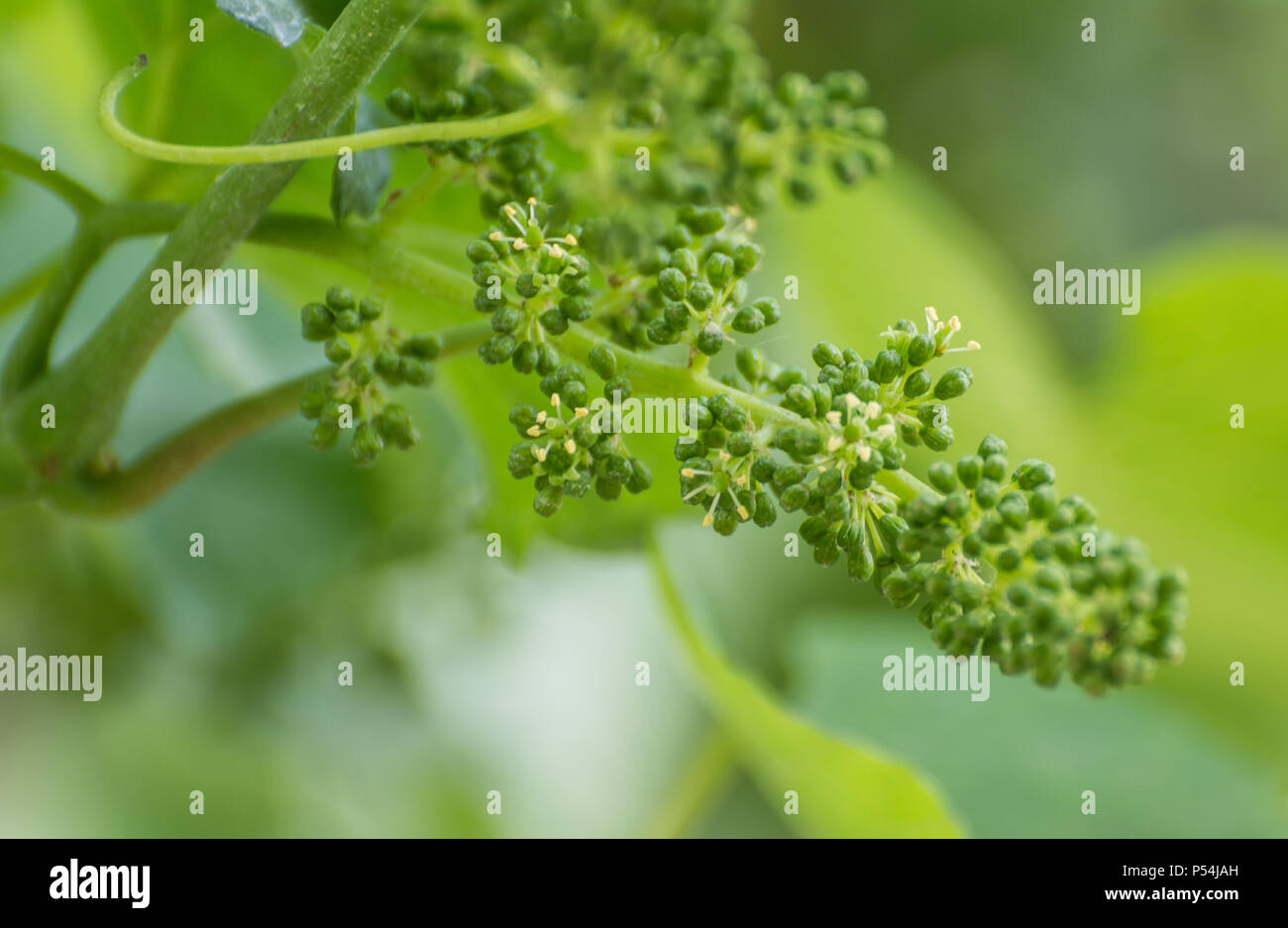 - Vitis Vinifera. Die Blütezeit der Rebe. Die Blütezeit der Trauben im Weinberg im Frühjahr. Blätter und Rebholz Stockfoto