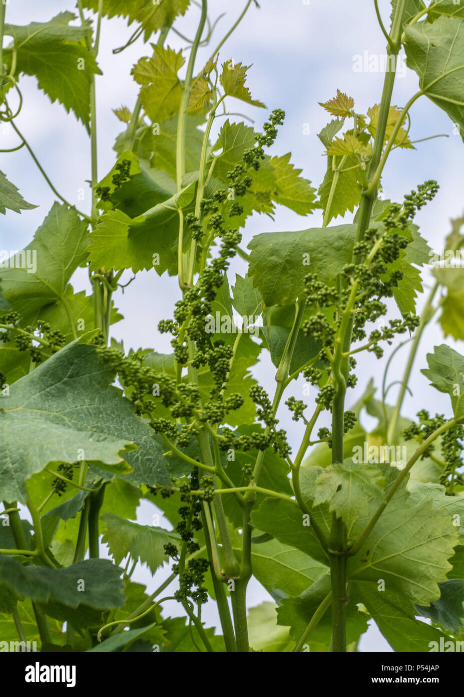 Vitis vinifera Blüte der Rebe. Im Frühjahr blüht die Traube im Weinberg Stockfoto