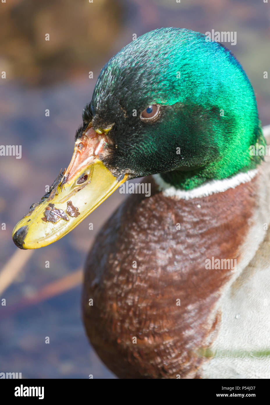 Nahaufnahme Seite Blick auf männliche Stockente (Anas platyrhynchos) Kopf und Schultern Stockfoto