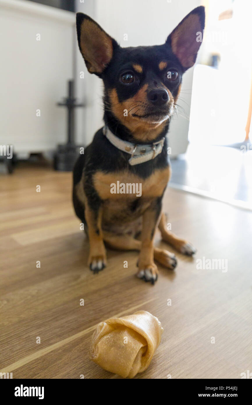 Patient weiblich Chihuahua Hund sitzen und warten geduldig auf ihren Hund Knochen behandeln zu kauen Stockfoto