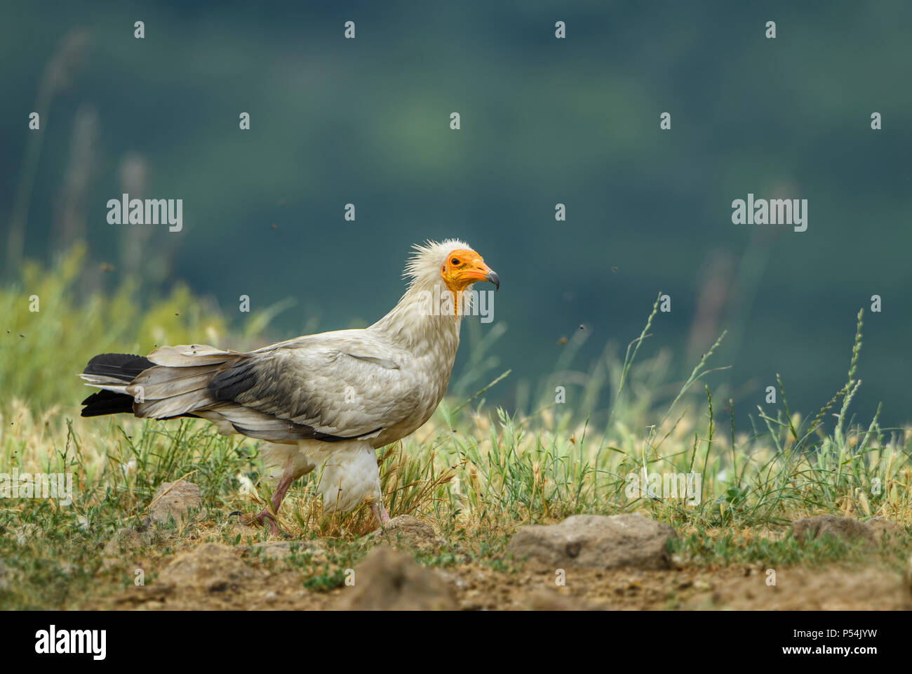 Schmutzgeier Neophron percnopterus, gefährdete - Weiß Gelb vorangegangen Geier aus dem südlichen Europa, Asien und Afrika. Stockfoto