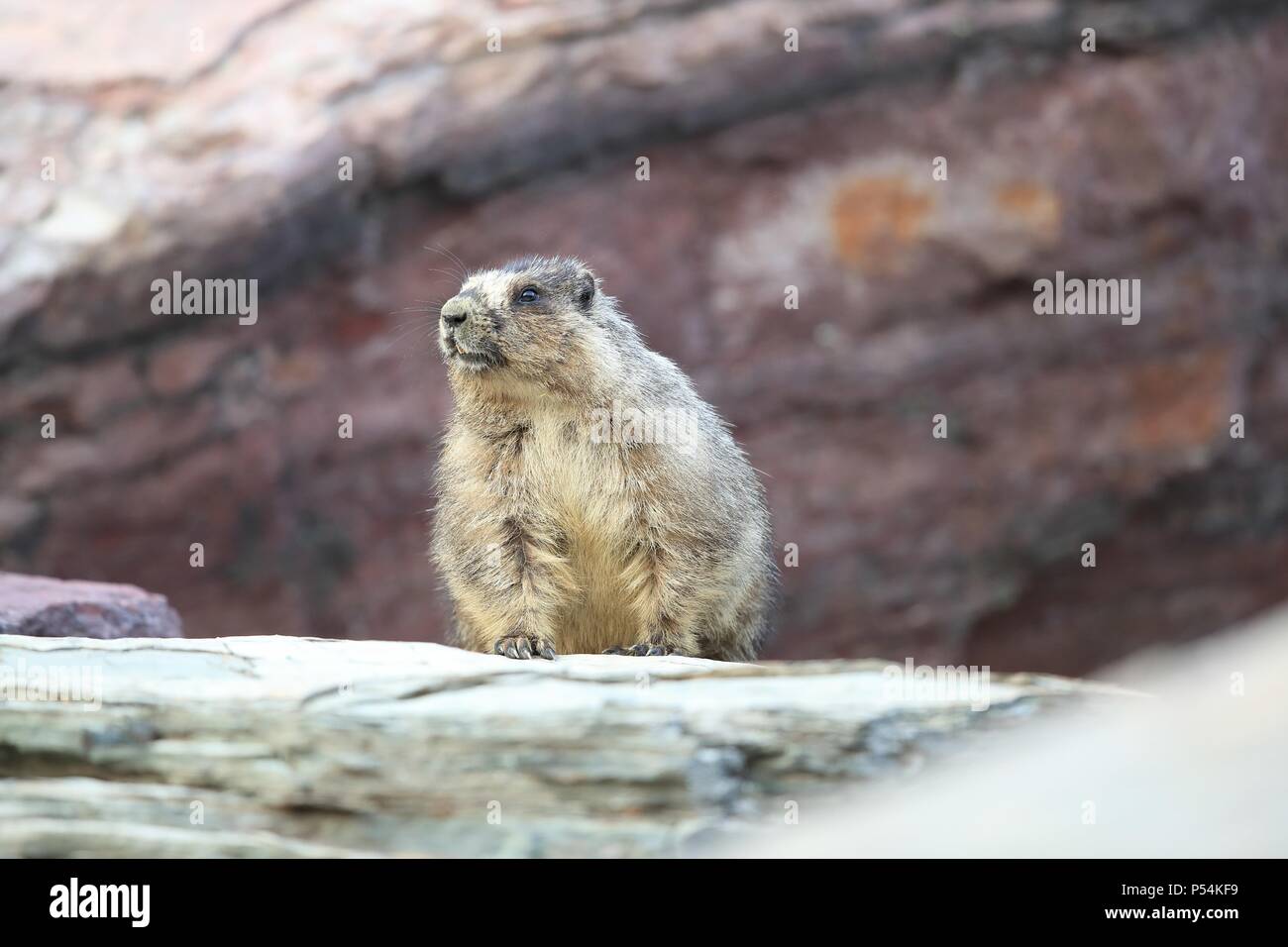 hoary marmot Stockfoto