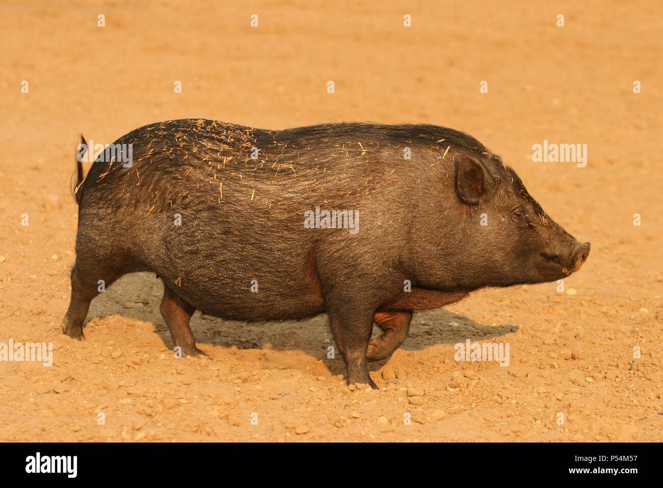 Teetasse Schweine Stockfotos Und Bilder Kaufen Alamy