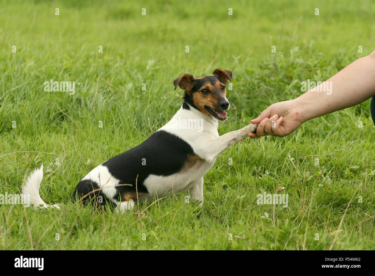 Jack Russell Terrier gibt Pfote Stockfoto
