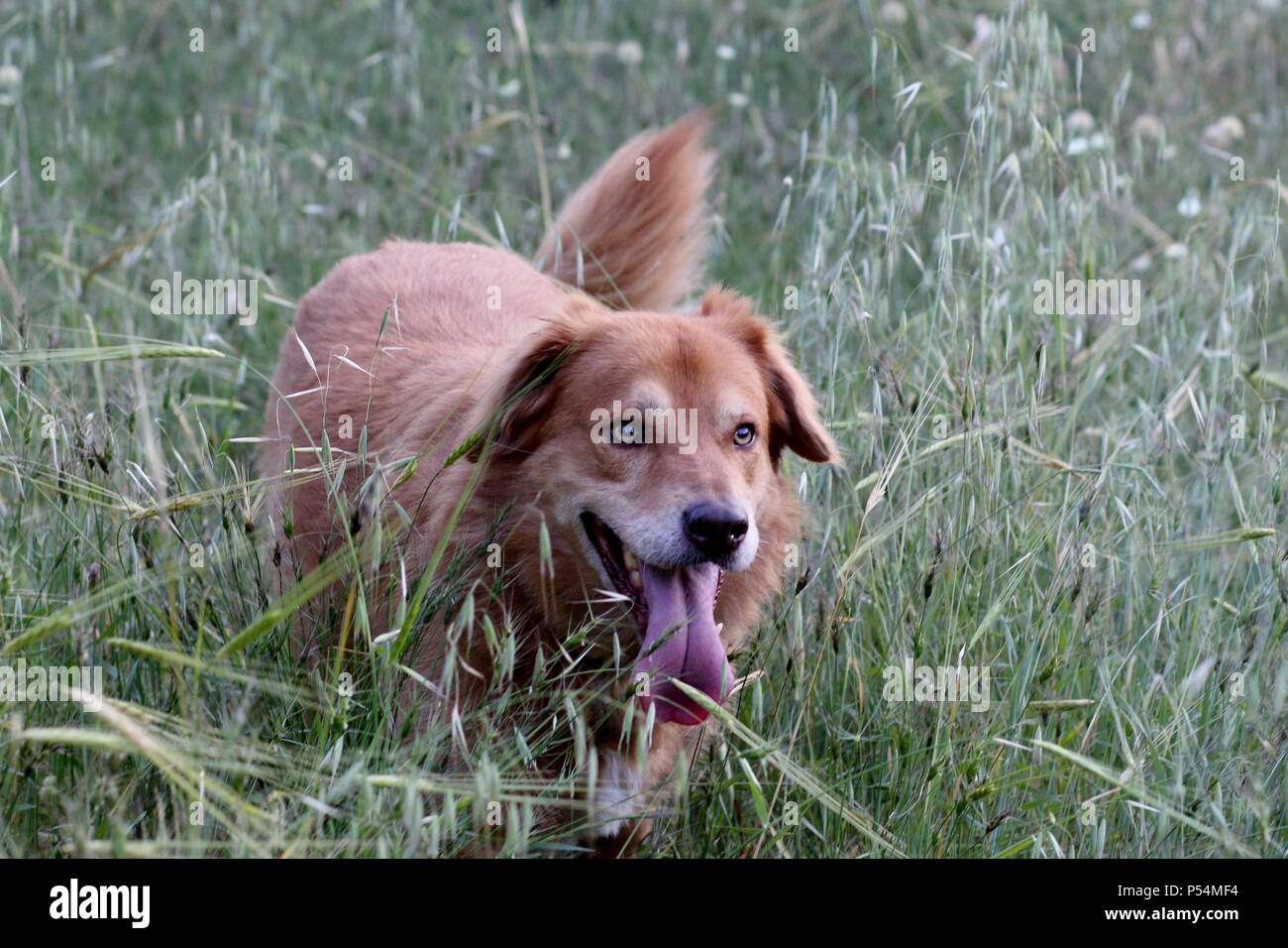 Ein glücklicher Hund auf einem Spaziergang durch die Natur Stockfoto