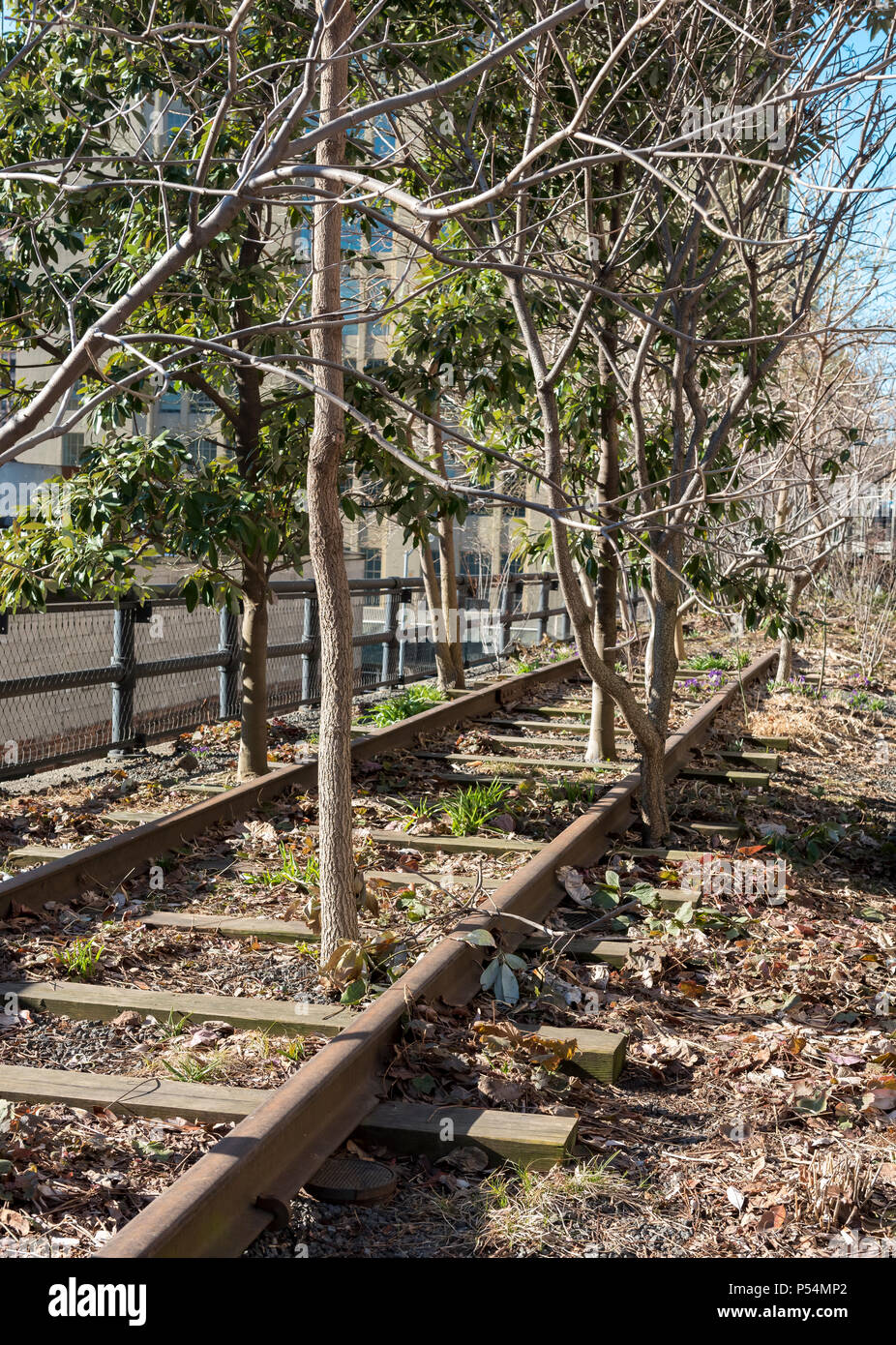 Bäume und stillgelegte Bahntrasse, High Line, Manhattan, New York City, USA Stockfoto