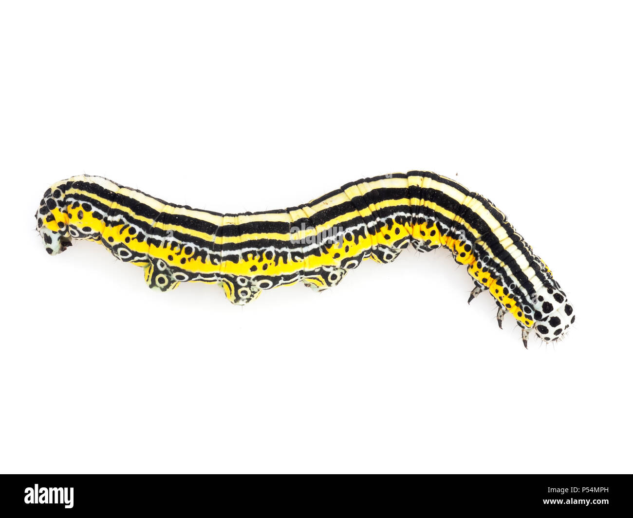 Schwarz, Gelb und weiß gestreiften Larven der Apopestes Spektrum Motte.. Weißer Hintergrund. Stockfoto